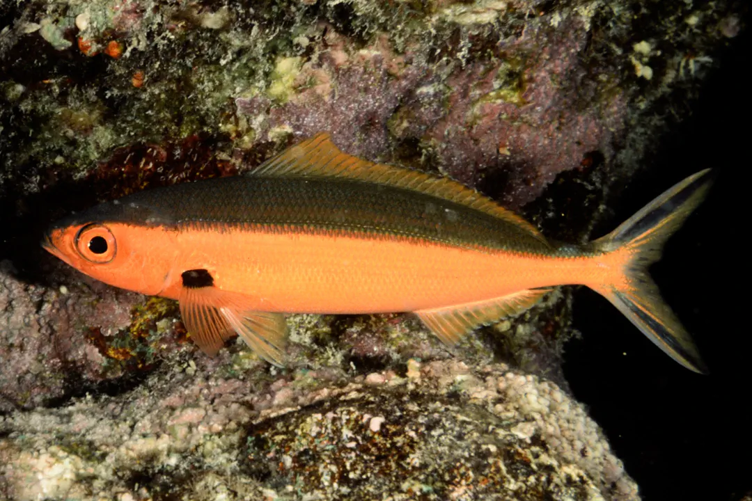 Dark-banded Fusilier