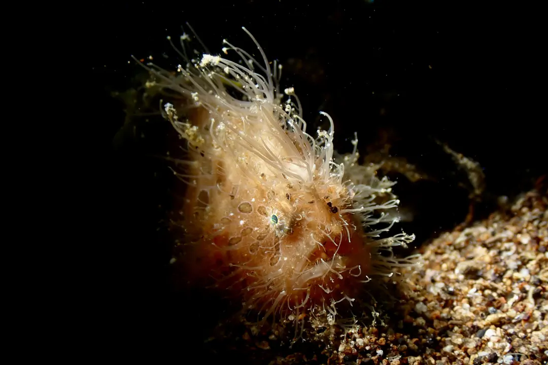 Striate Anglerfish (juvenile)