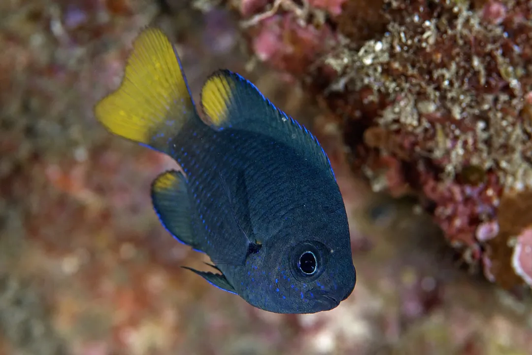 Philippine Damsel (juvenile) (Pomacentrus philippinus)
