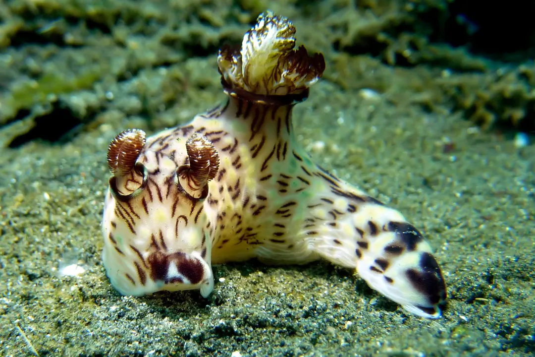 Red-lined Jorunna (Jorunna rubescens)