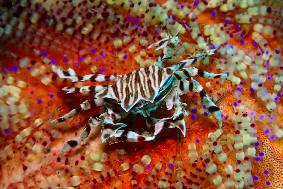 Zebra Urchin Crab (Zebrida adamsii)