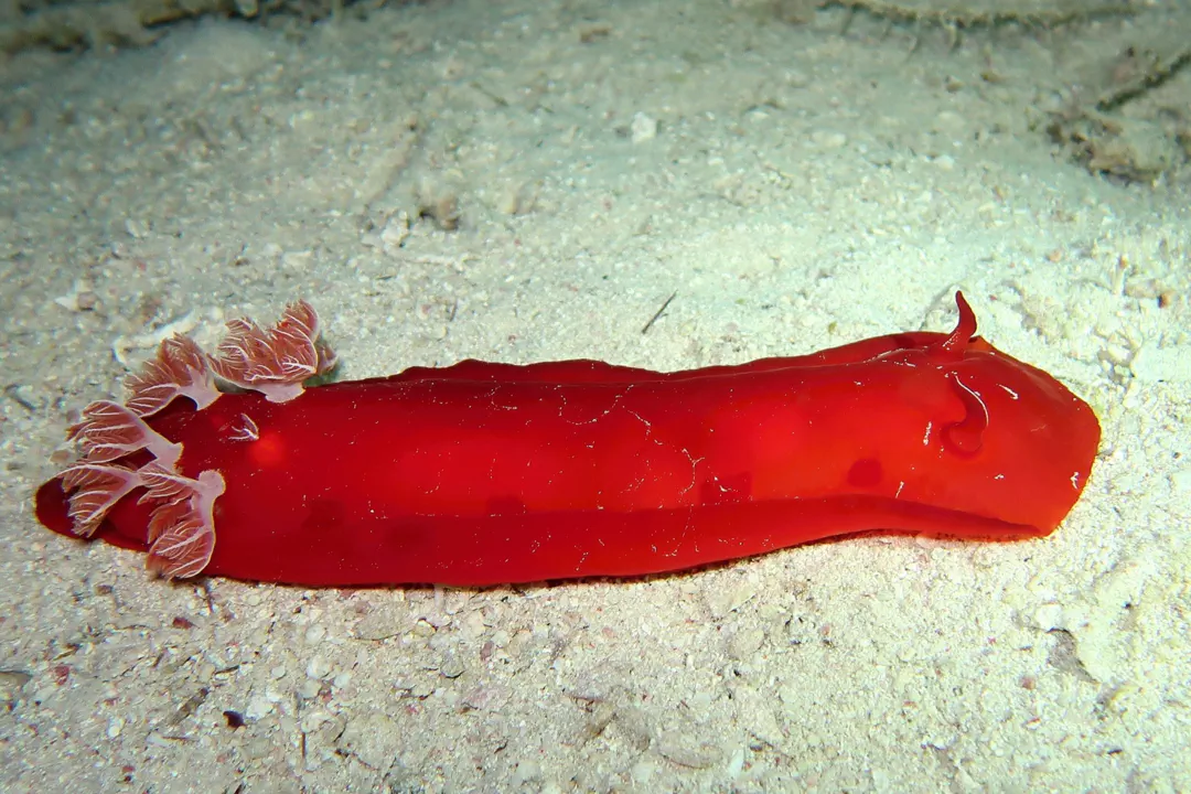 Spanish Dancer (Hexabranchus sanguineus)
