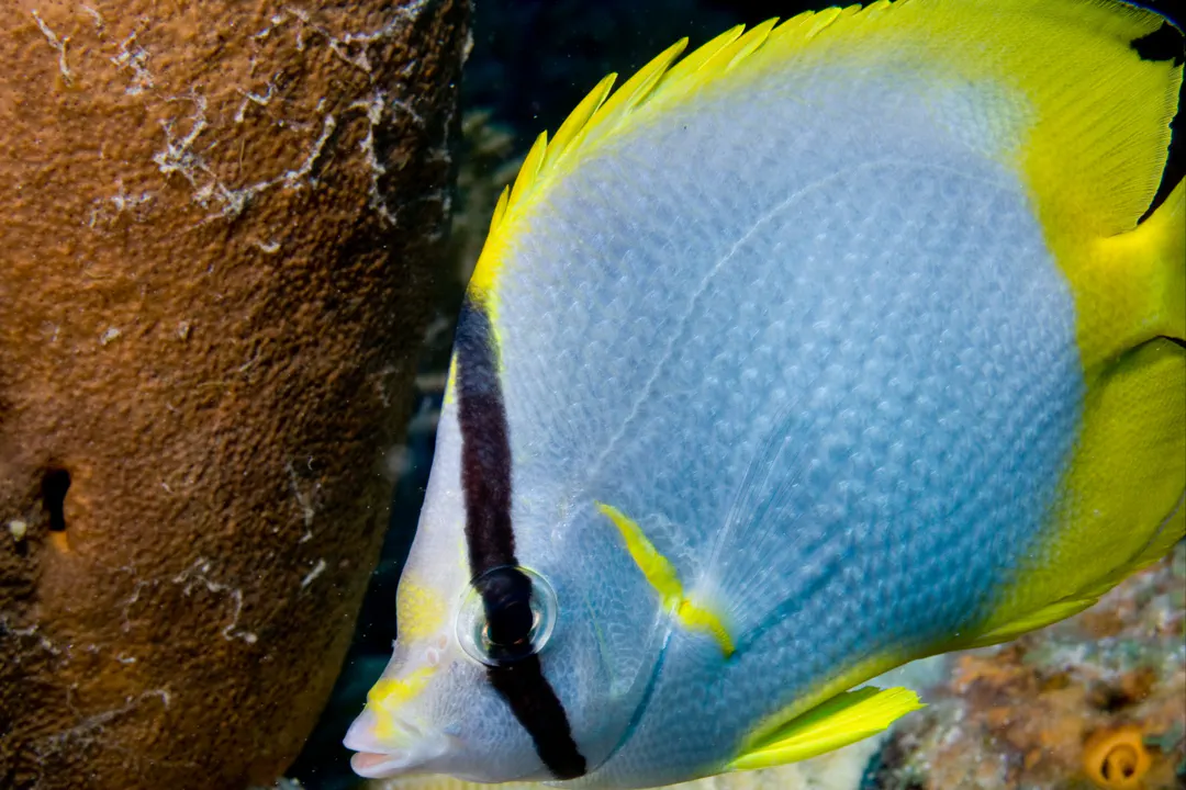 Spotfin Butterflyfish