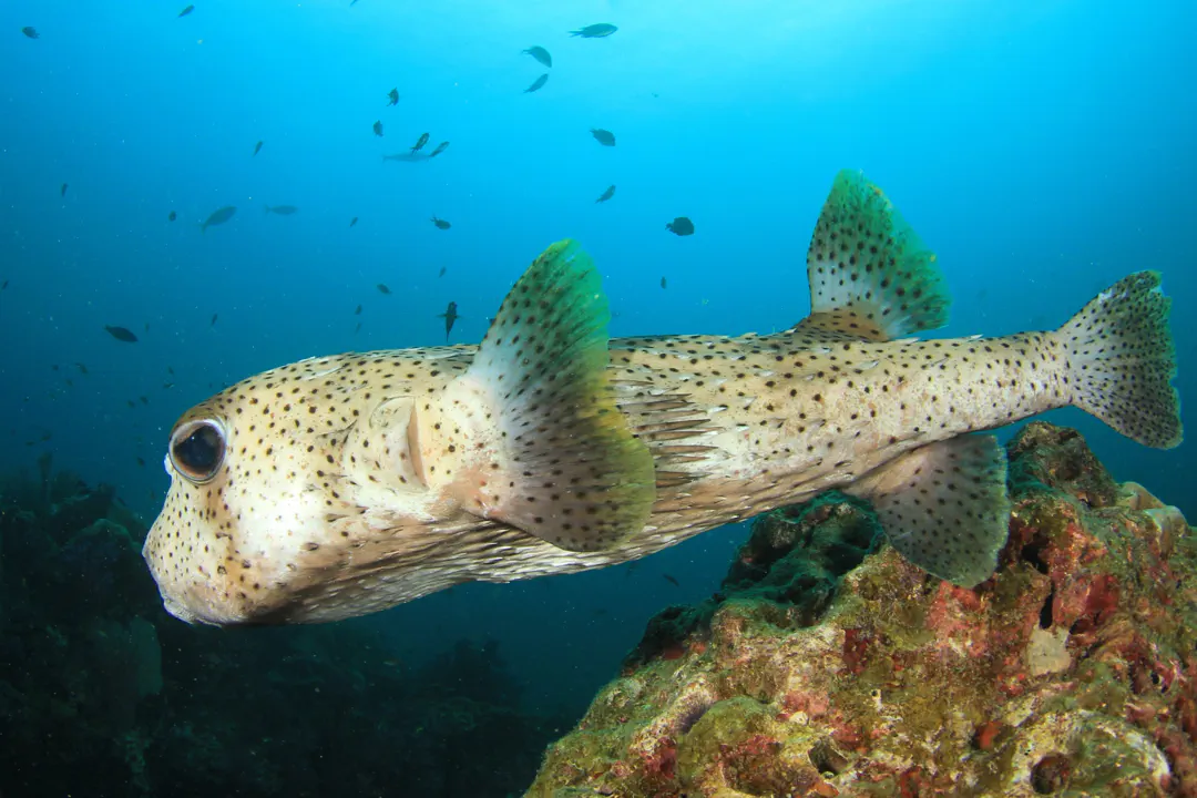 Spotted Porcupinefish