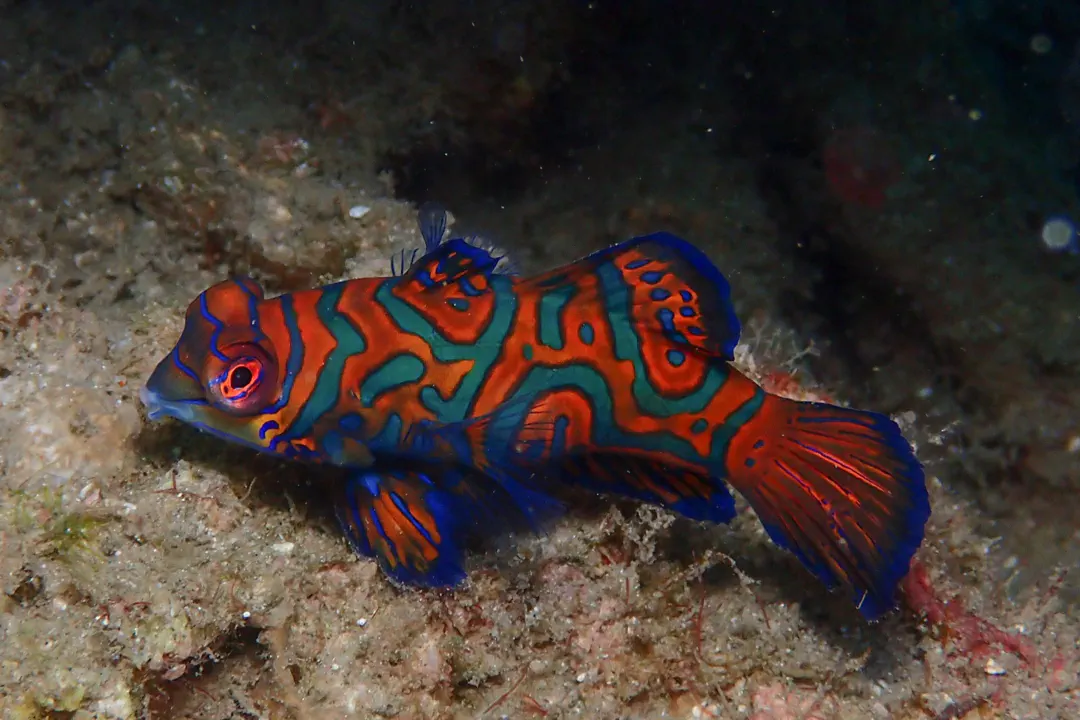 Mandarinfish