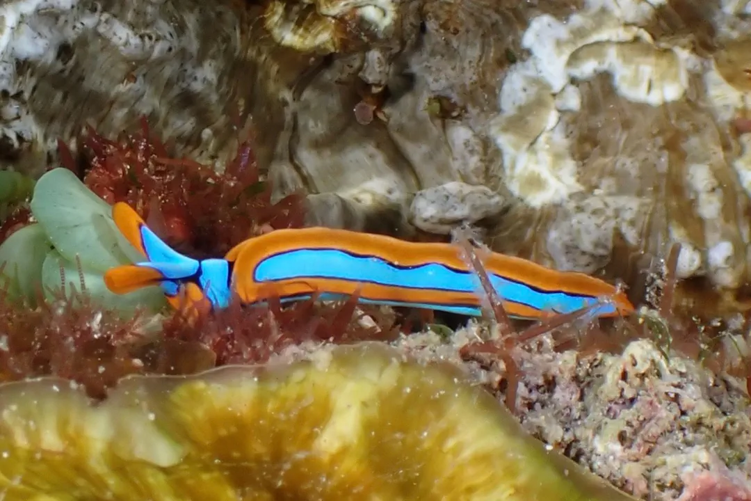 Orange-Edged Sapsucking Slug