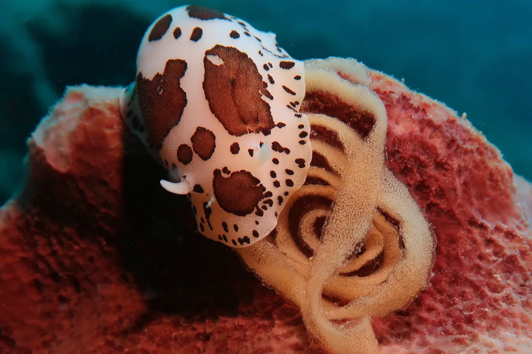 Leopard Sea Slug