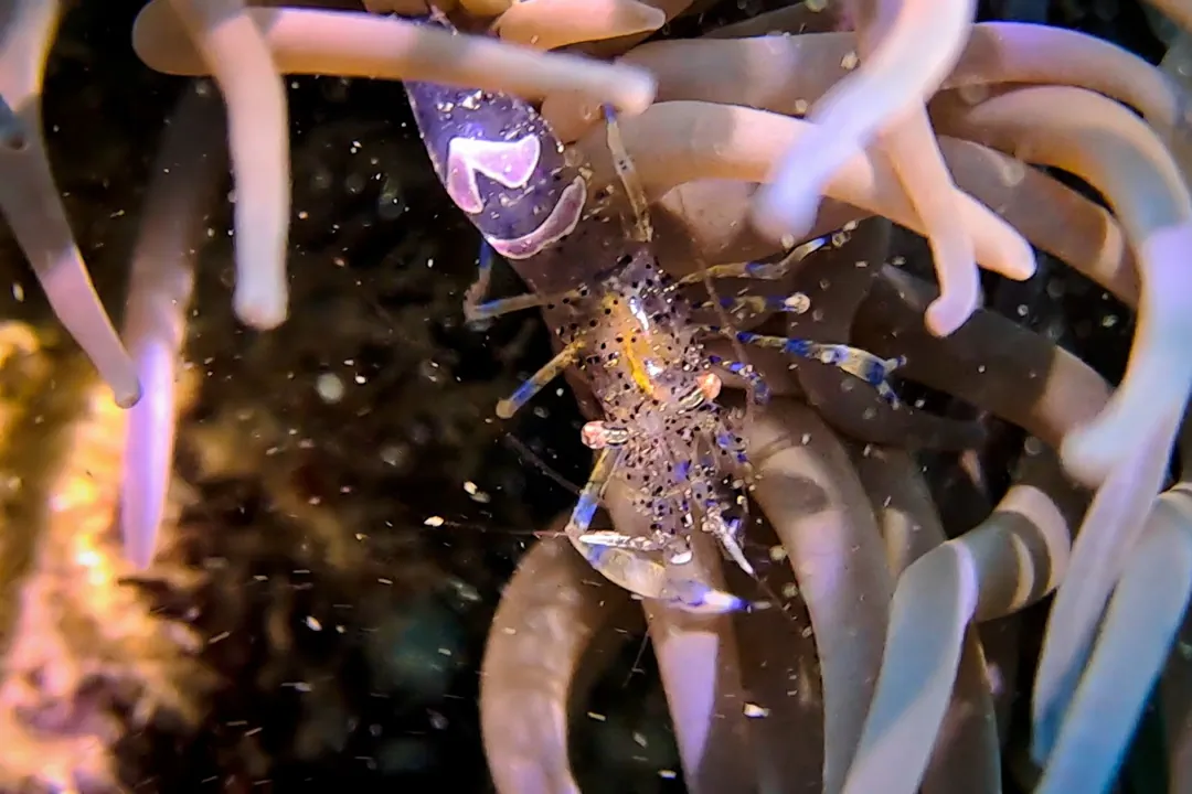 Snakelocks Shrimp (Periclimenes sagittifer)