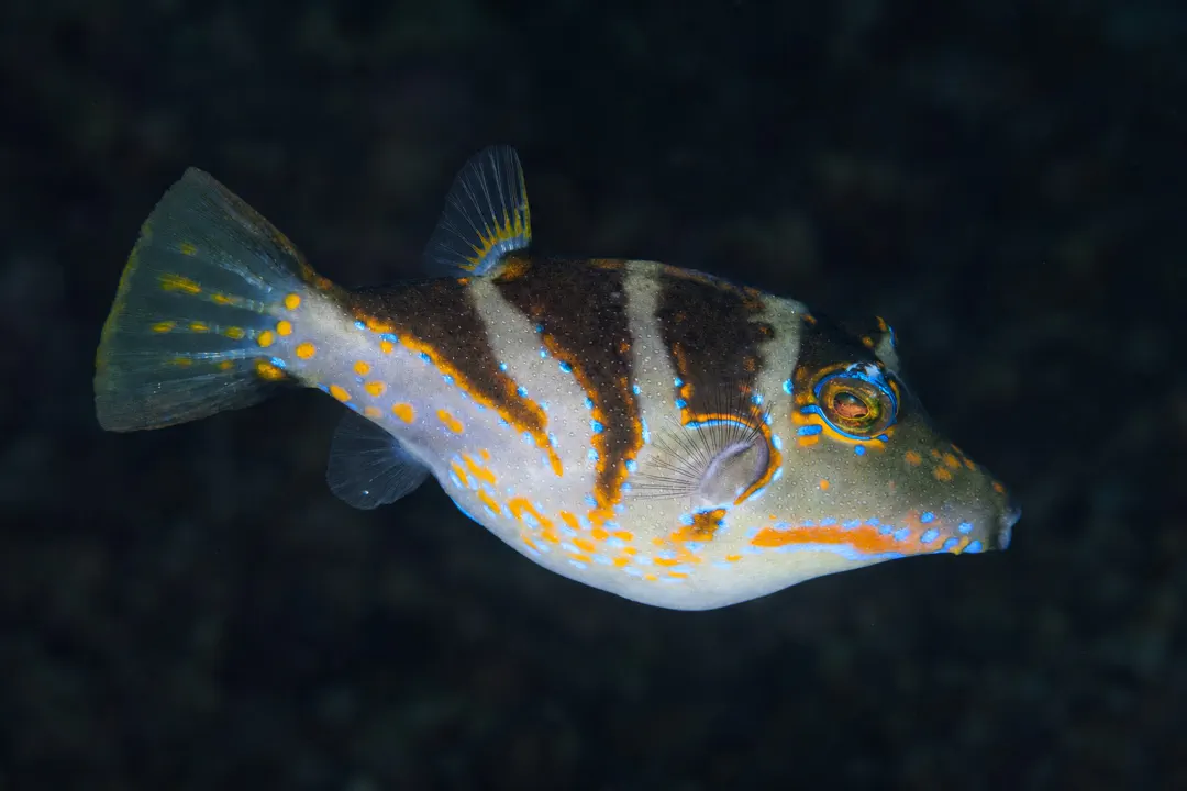 Pacific Crown Toby (Canthigaster axiologus)
