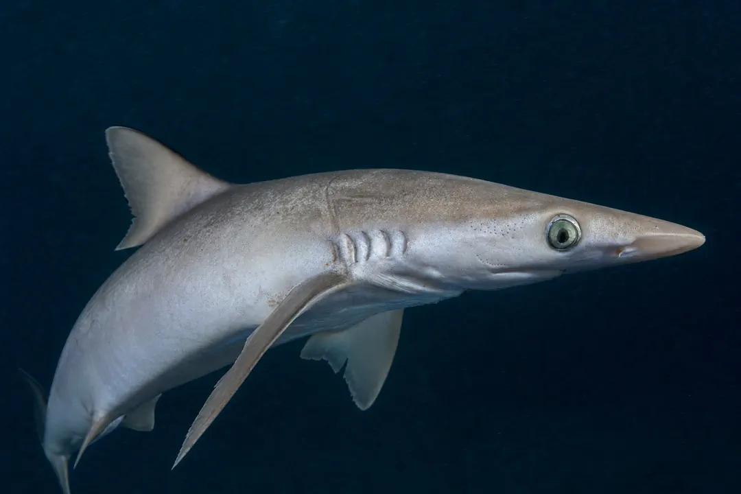 Milk Shark (Rhizoprionodon acutus)