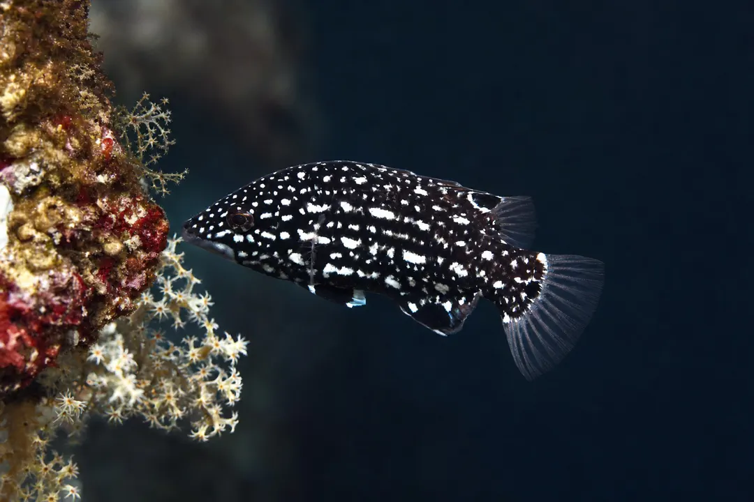 Diana's Hogfish (juvenile) (Bodianus diana)