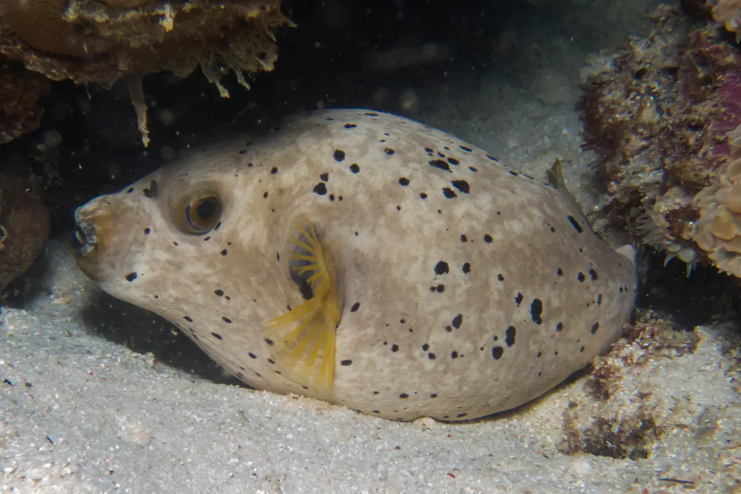 Blackspotted Puffer (grey)
