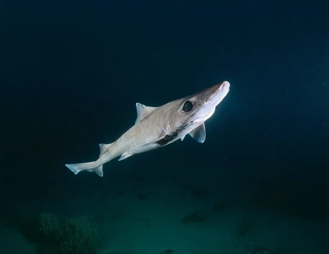 Little Gulper Shark (Centrophorus uyato)