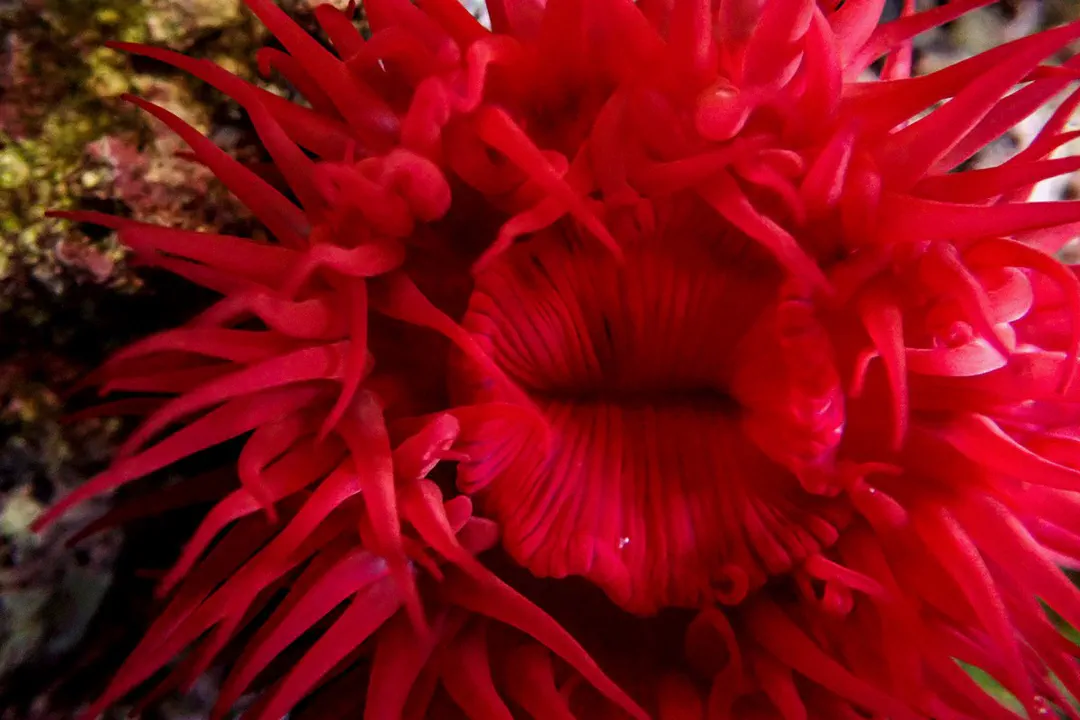 Beadlet Anemone