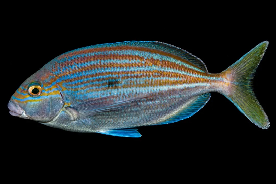 Queen Snapper (Nemadactylus valenciennesi)