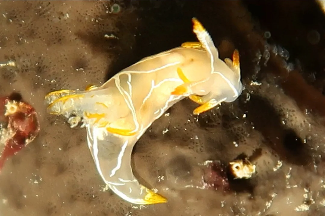 Trapania lineata