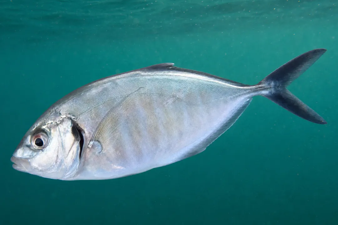 Skipjack Trevally (Pseudocaranx wrighti)