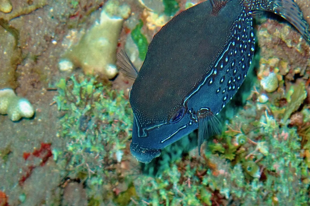Striped Boxfish (male) (Ostracion solorensis)