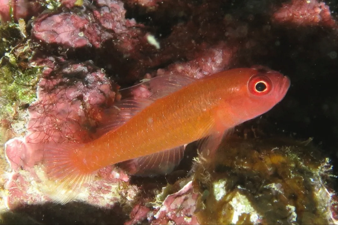Ringeye Pygmygoby (Trimma benjamini)