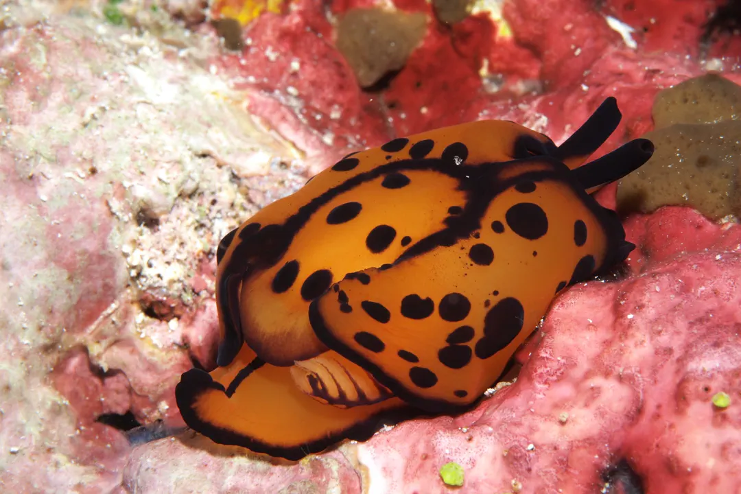 Marten's Sidegill Slug