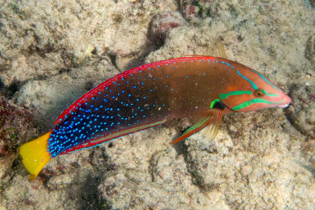 Yellowtail Coris (Coris gaimard)