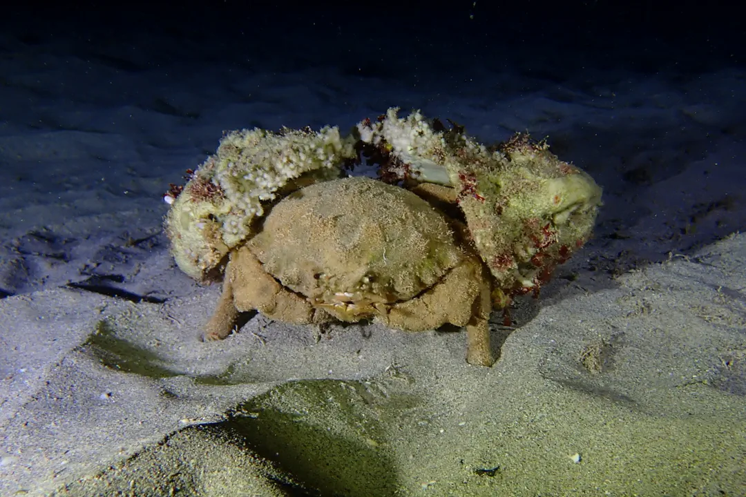 Sleepy Sponge Crab (Tumidodromia dormia)