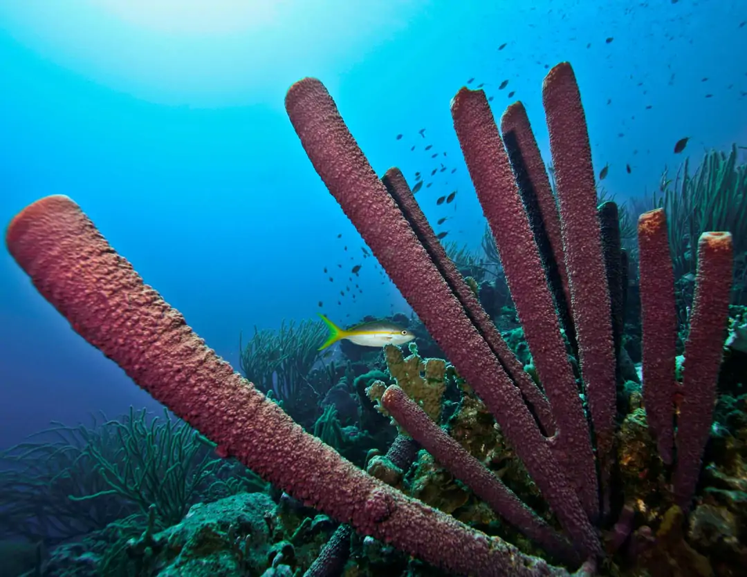 Seabook: Stovepipe Sponge