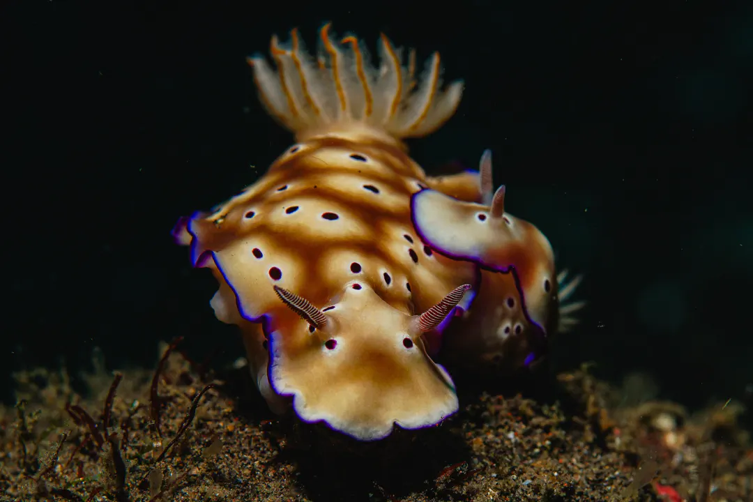 Tryon's Hypselodoris (Hypselodoris tryoni)