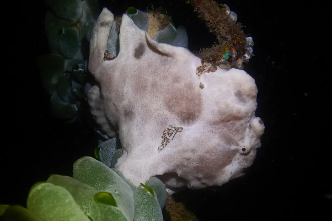 Giant Frogfish (white) (Antennarius commerson)