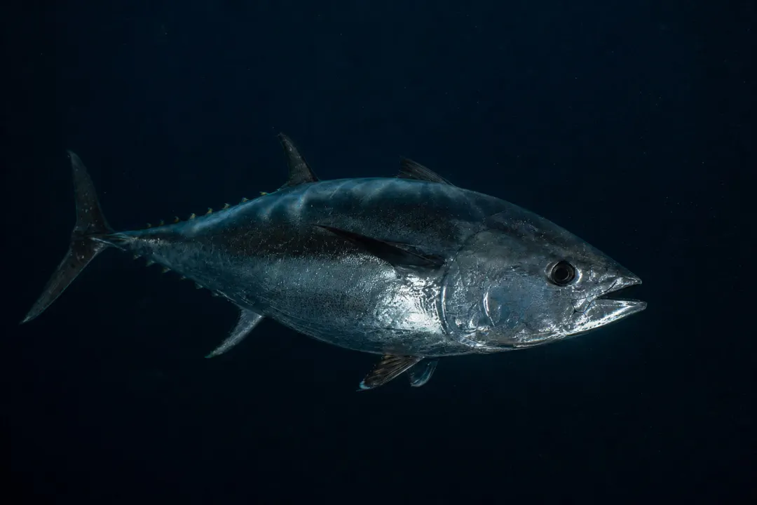 Southern Bluefin Tuna