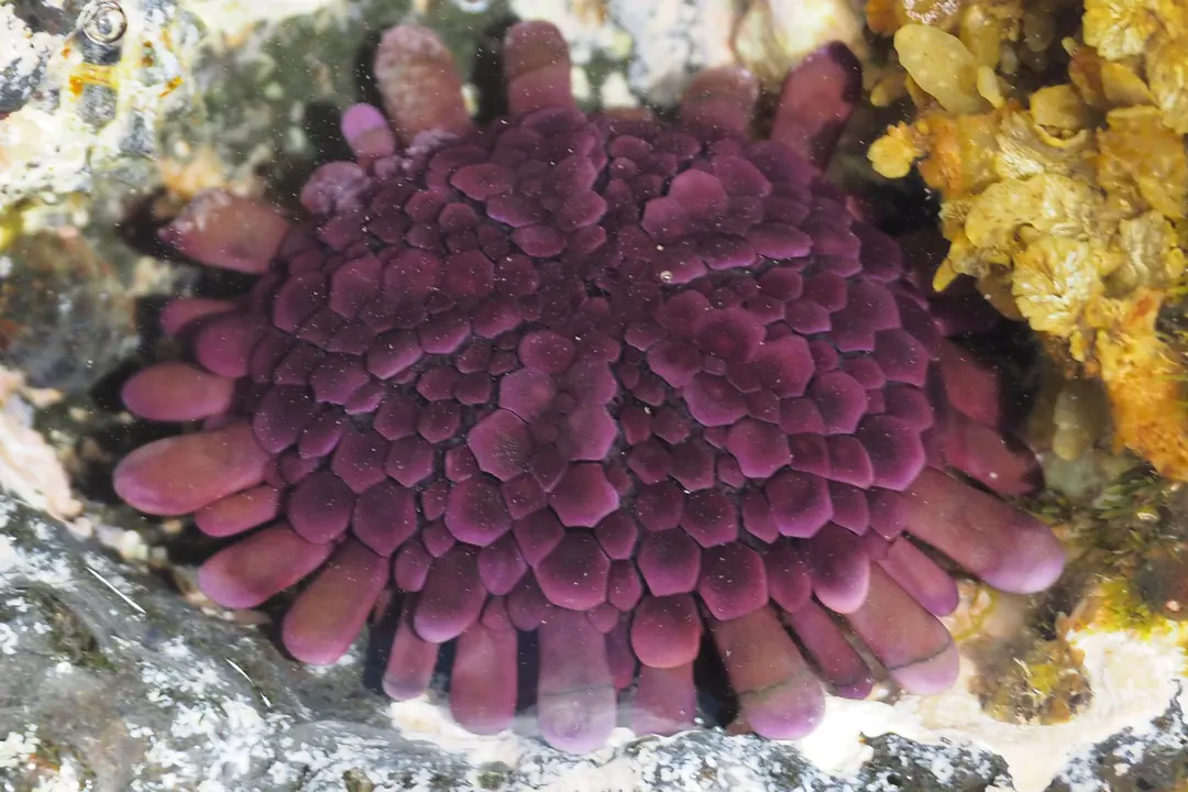 Shingle Urchin (Colobocentrotus atratus)