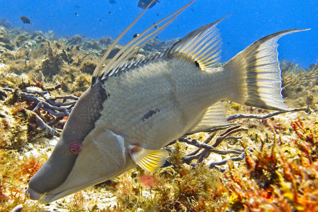 Hogfish (Lachnolaimus maximus)