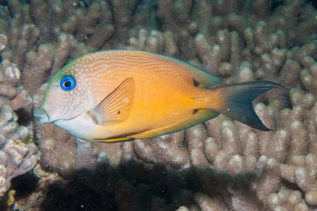 Twospot Bristletooth (Ctenochaetus binotatus)