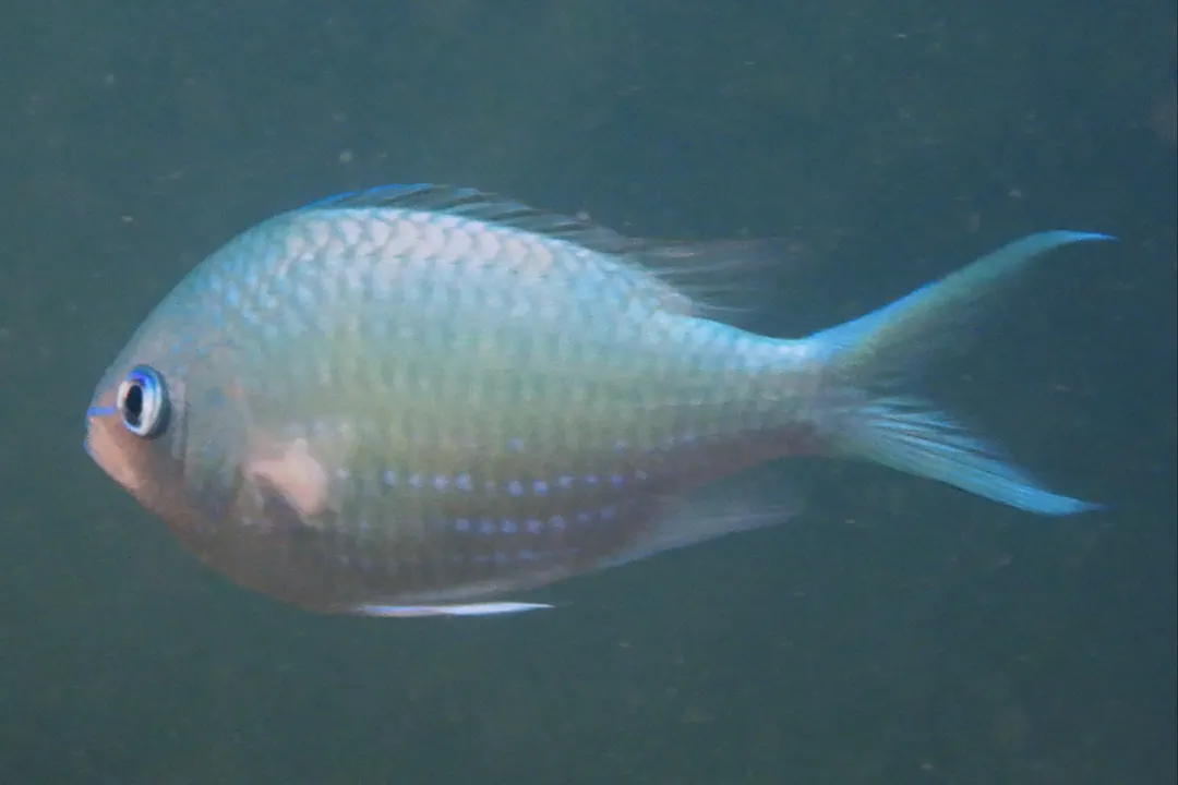 Green Chromis (Chromis viridis)