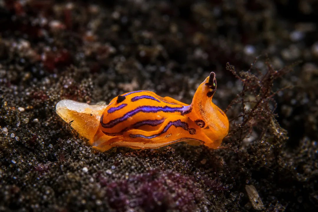 Tiger Siphopteron (Siphopteron tigrinum)