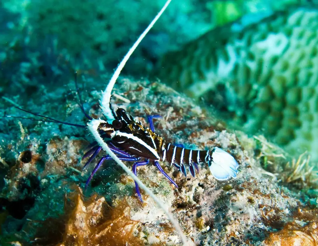 Seabook: Painted Spiny Lobster