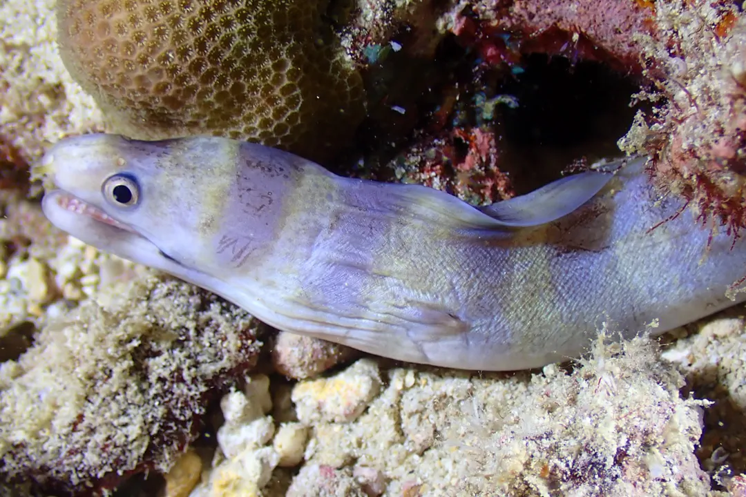 Barred Moray