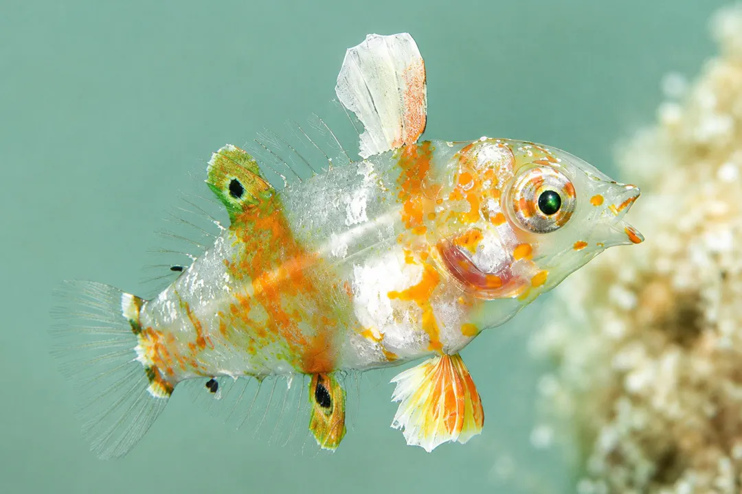 Vermiculate Wrasse (juvenile) (Macropharyngodon bipartitus bipartitus)