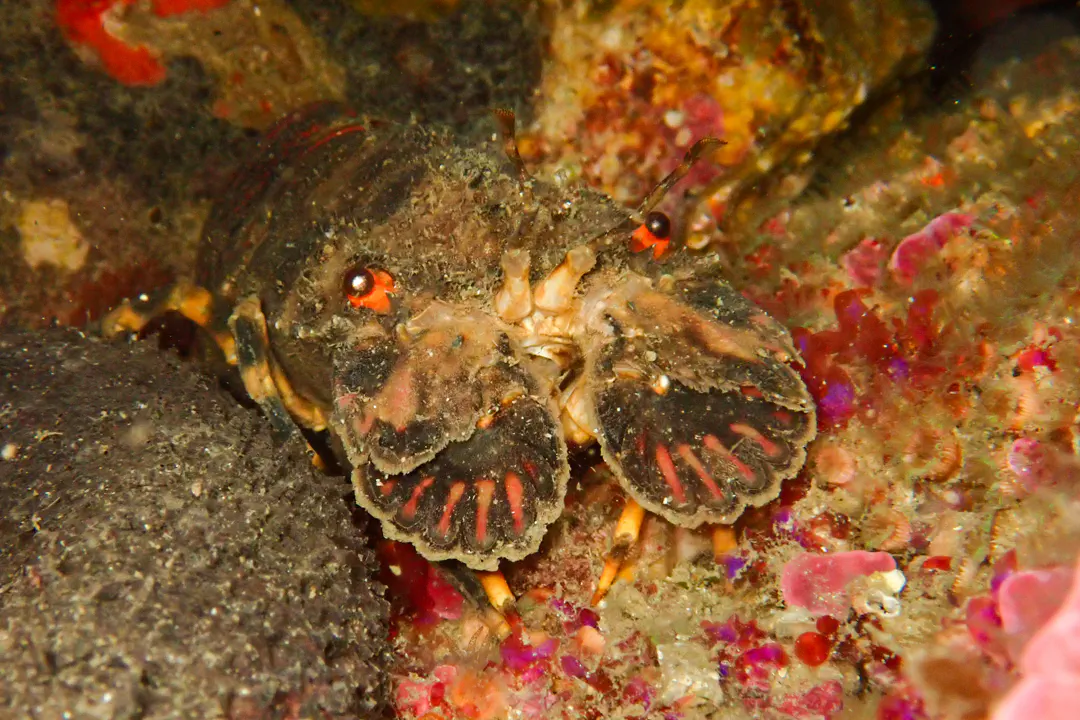 Small European Locust Lobster
