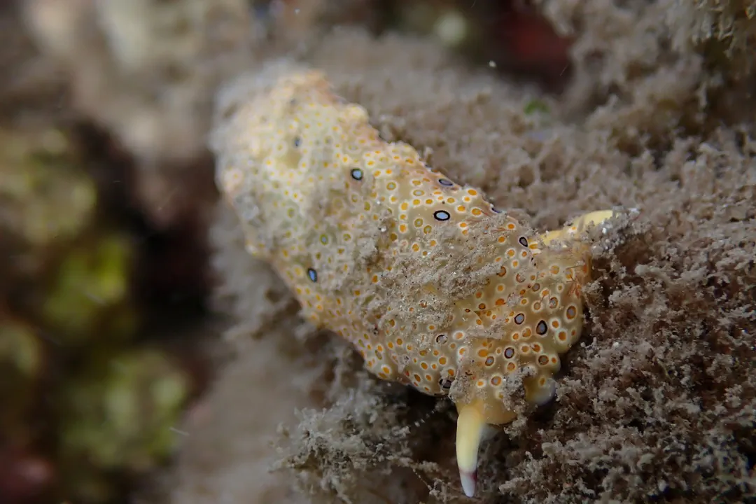 Ringed Sapsucking Slug