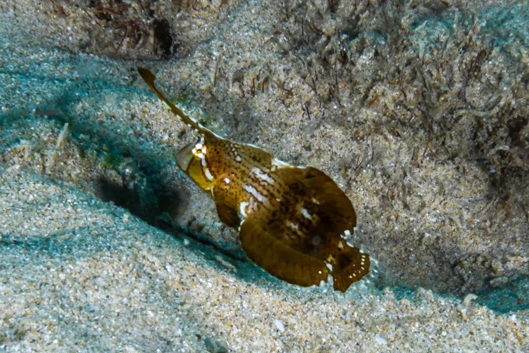 Peacock Razorfish (brown juvenile)