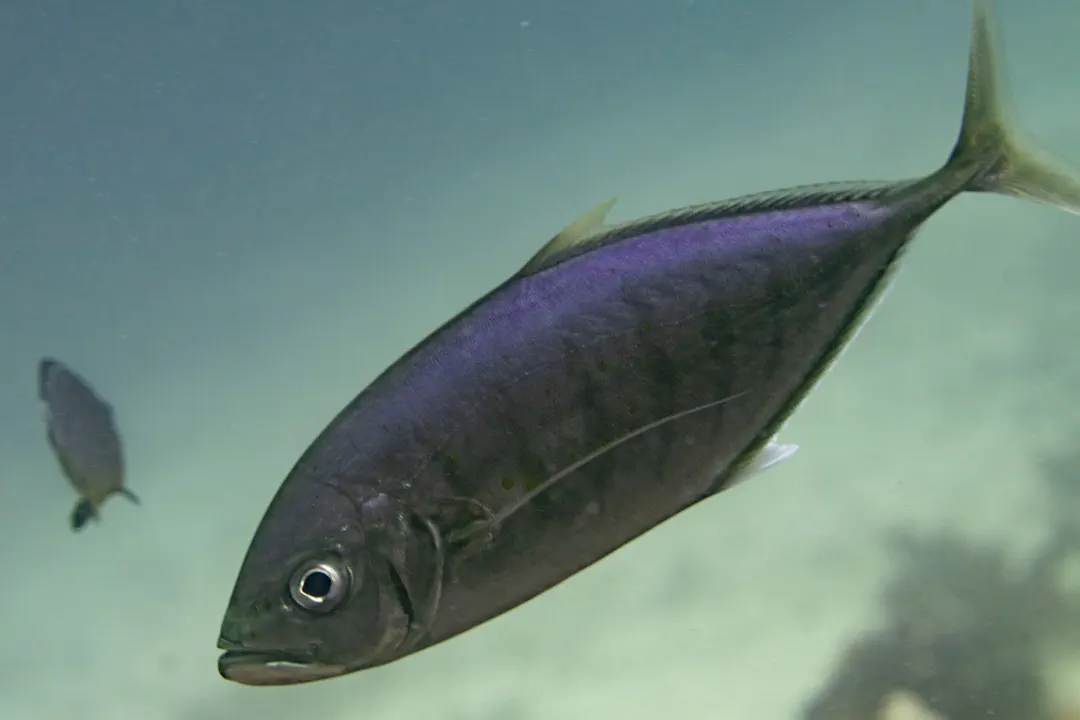 Barcheek Trevally