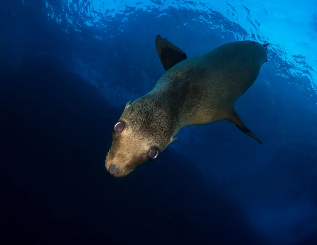 Seabook: California Sea Lion