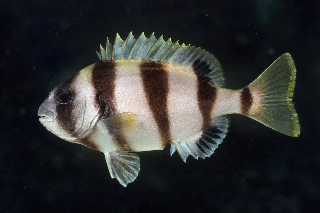 Knifejaw (Oplegnathus woodwardi)