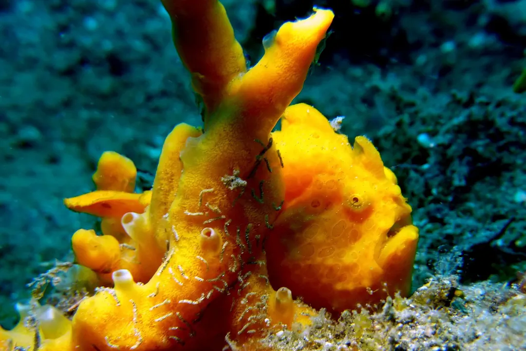Painted Frogfish (yellow) (Antennarius pictus)