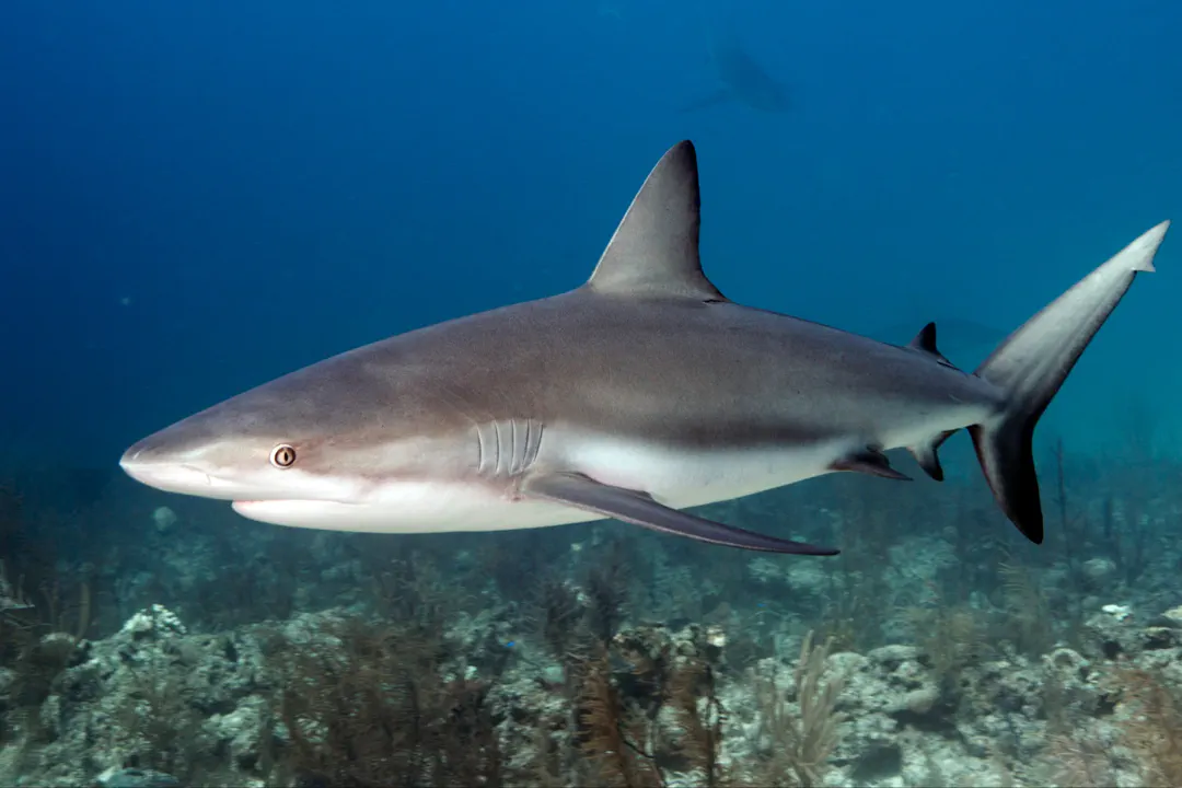 Caribbean Reef Shark