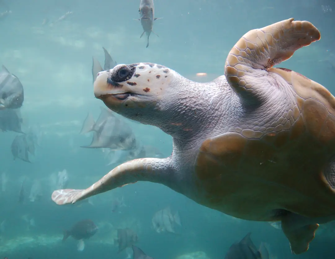 Seabook: Loggerhead Sea Turtle