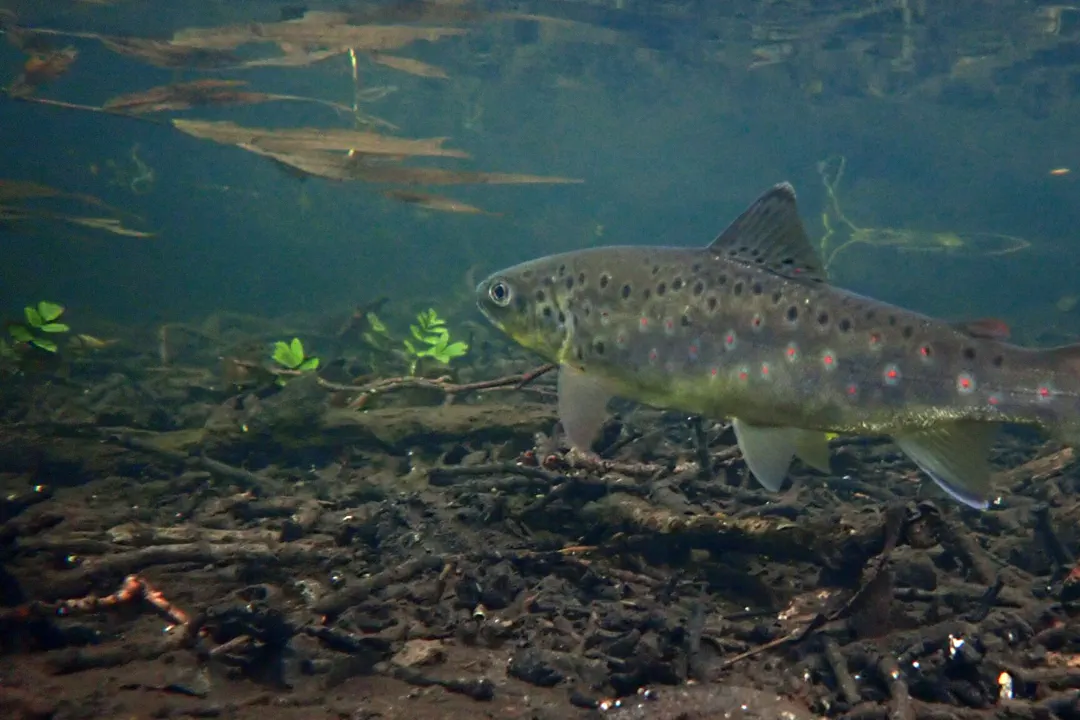 Brown Trout