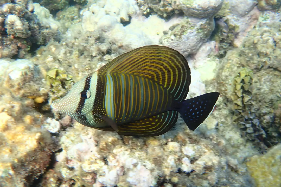 Indian Sailfin Tang (Zebrasoma desjardinii)