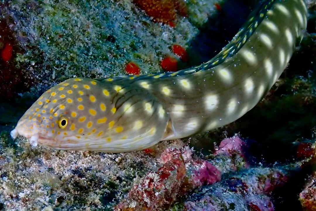 Sharptail Eel (Myrichthys breviceps)